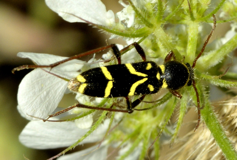 Cerambycidae:  Clytus rhamni